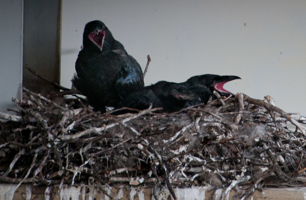 three young ravens in a nest with their mouths open
