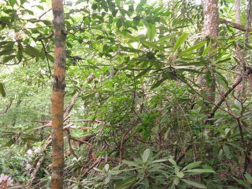 GRSM Accuracy Assessment. Plot Code: GRSM_AA_0169_3