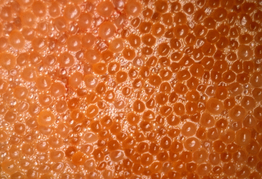 A batch of translucent orange salmon eggs