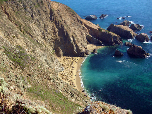 View from above of elephant seals on a section of beach bordered by steep cliffs on three sides.