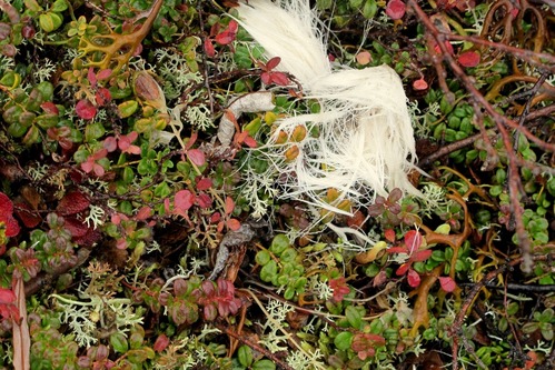 Close view of caribou hair lying on tundra plants