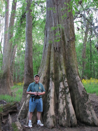 Bald Cypress (Taxodium distichum)