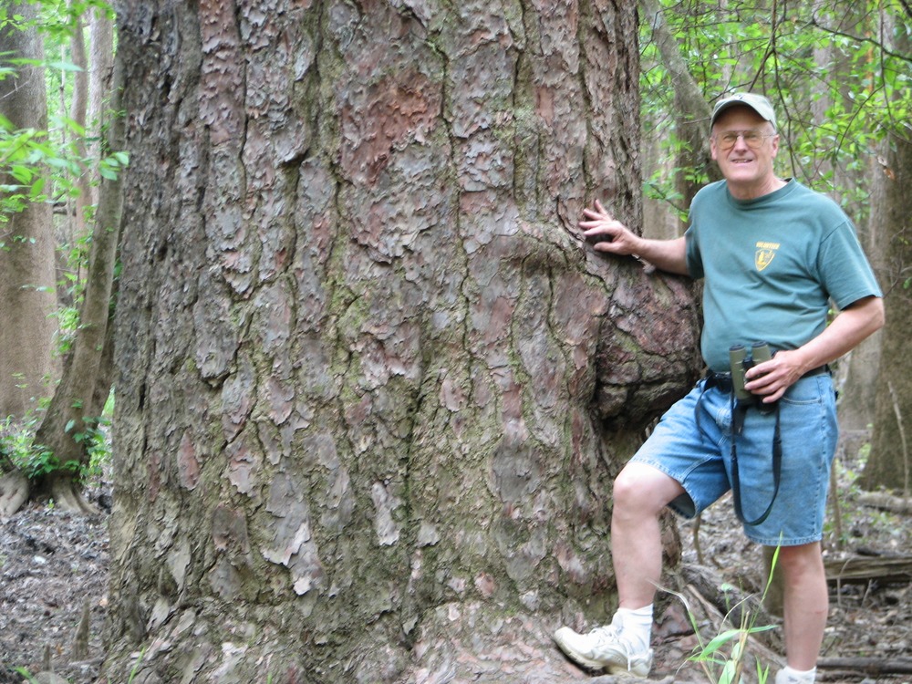 Loblolly Pine (Pinus taeda)