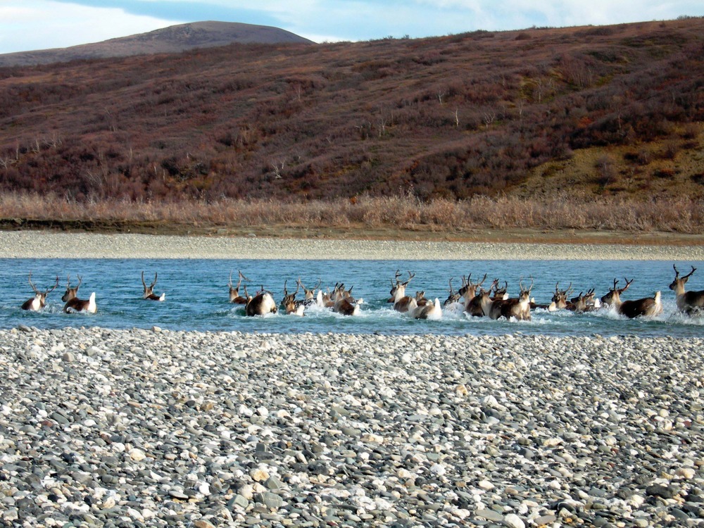 27 caribou, with tails held high, leave a gravel bar to splash and swim across a blue river on a fall day.
