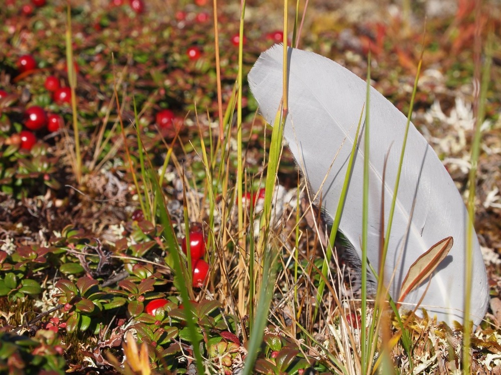 White feather and red berries on tundra