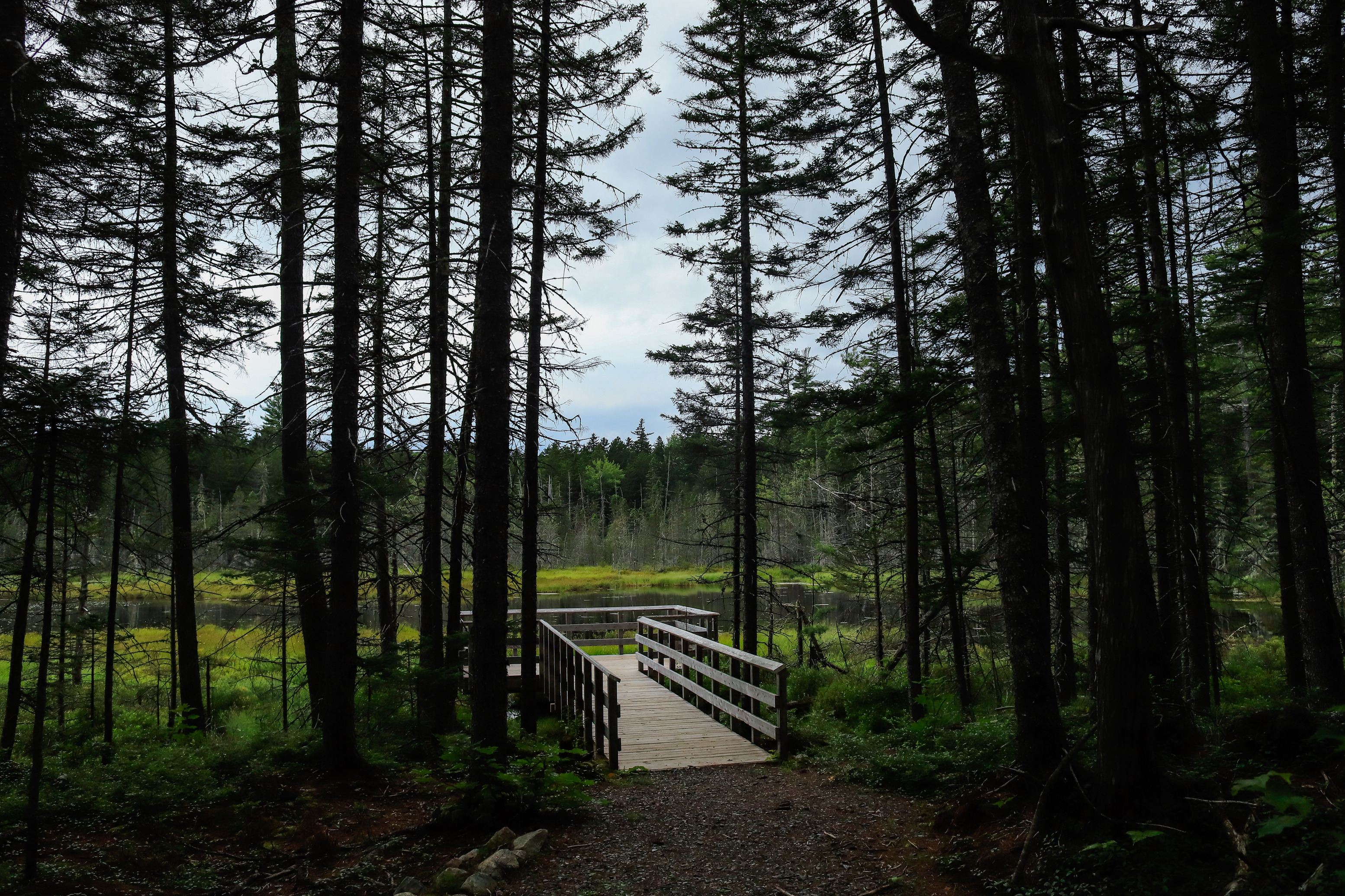 A wide view of viewing platform into a pond surrounded by woods 