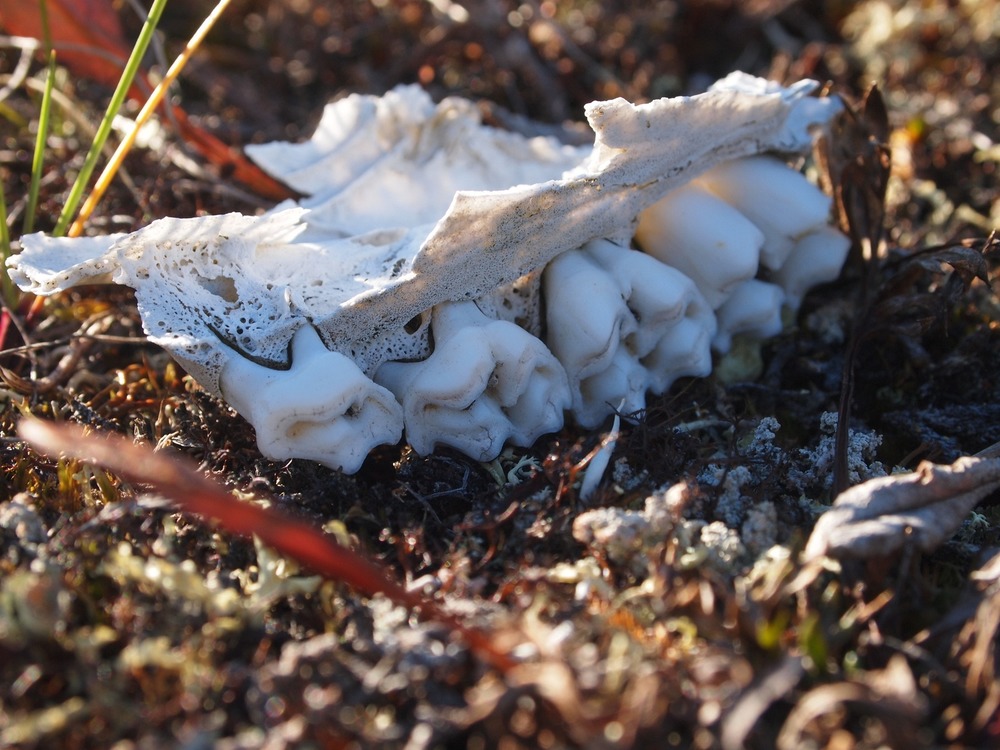 White caribou teeth lying on tundra