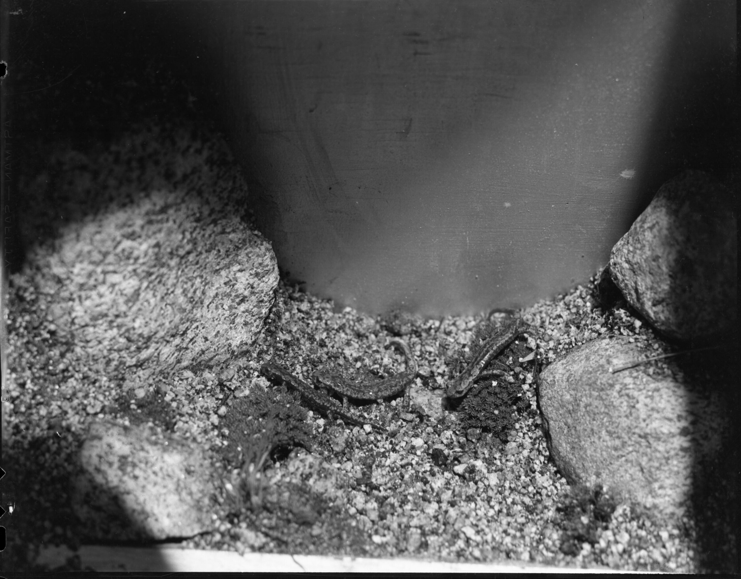 Mt. Lyell Salamander