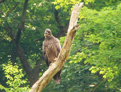 Young bald eagle has just fledged near Pinery Narrows
