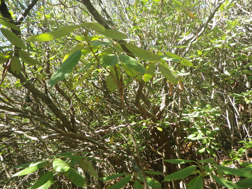 GRSM Accuracy Assessment. Plot Code: GRSM_AA_0318_5