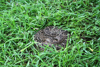 Western diamondback rattlesnake coiled on the grass.