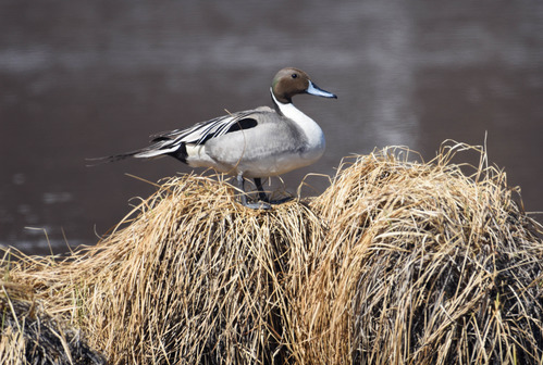duck-like bird with blue bill, brown head, and gray, white and black body