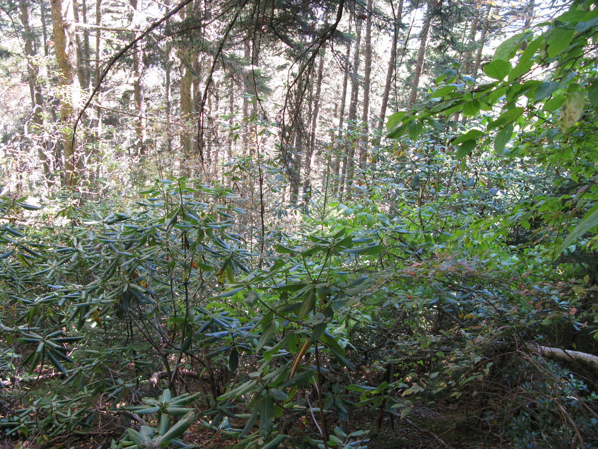 GRSM Accuracy Assessment. Plot Code: GRSM_AA_0277_4