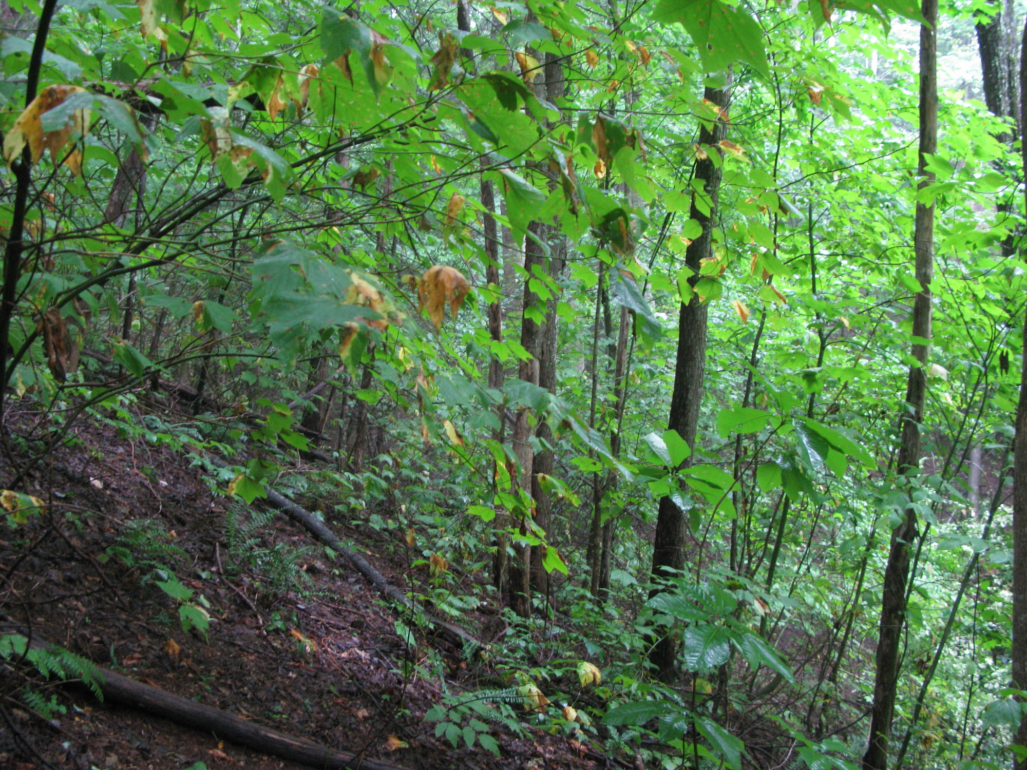 GRSM Accuracy Assessment. Plot Code: GRSM_AA_0517_5