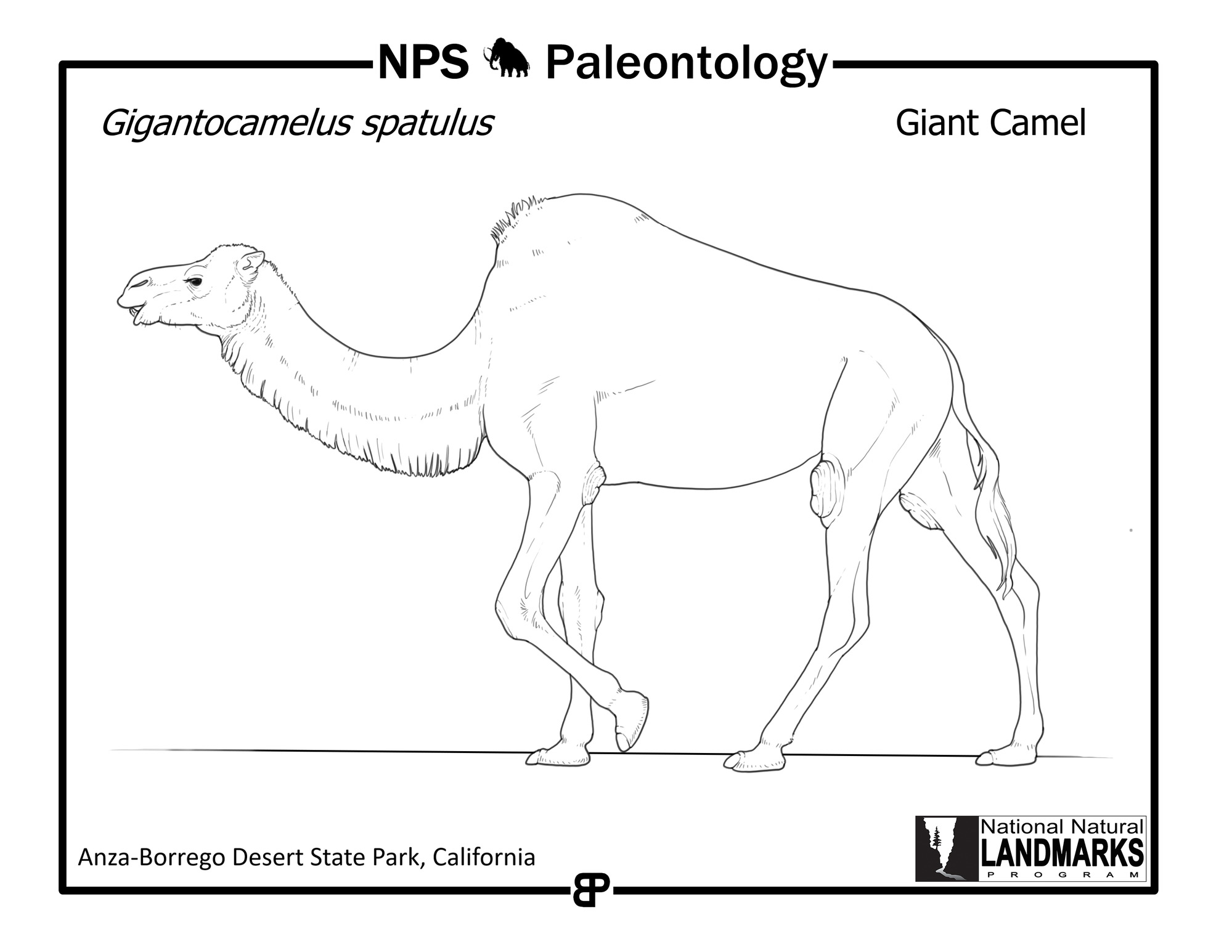 Line drawing of prehistoric giant camel