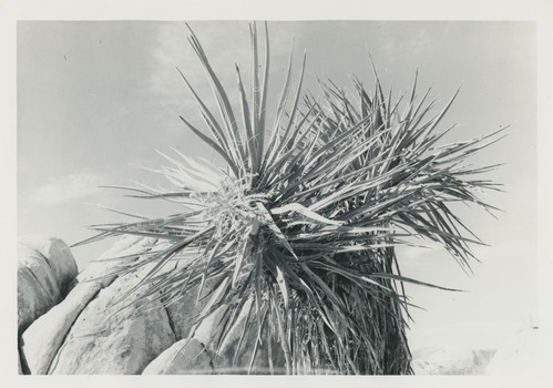 Black and white image of Mojave Yucca