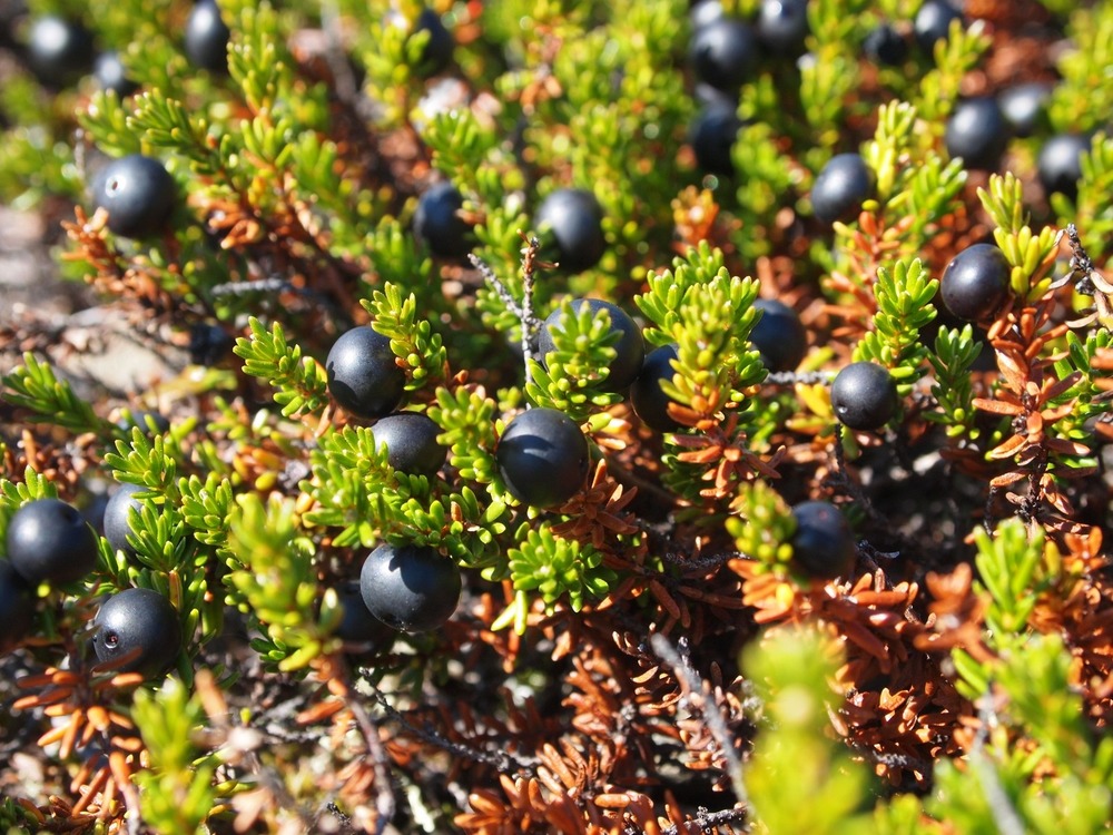 Arctic blackberries (Empetrum nigrum) grow on stems like miniature spruce trees