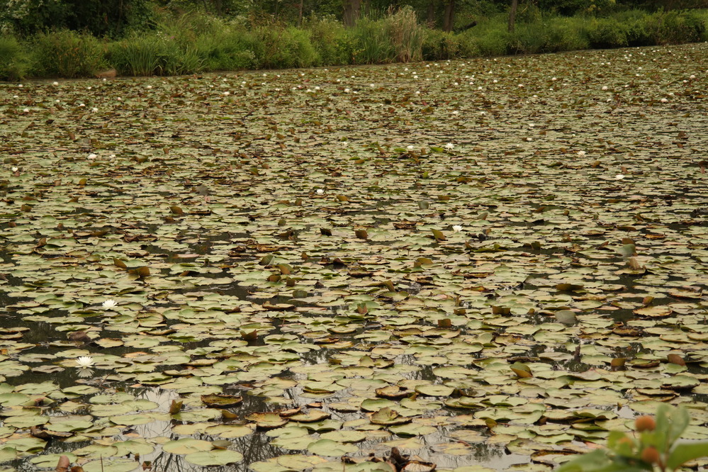 Kenilworth Aquatic Gardens
