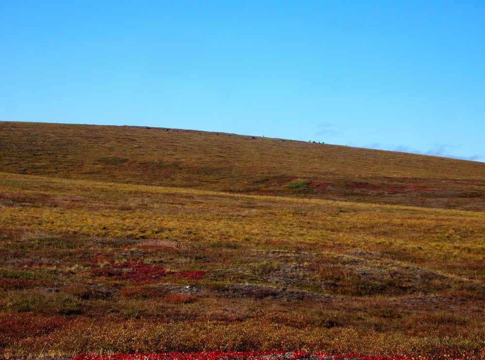 Dots on the tundra are actually...... CARIBOU on their southward migration