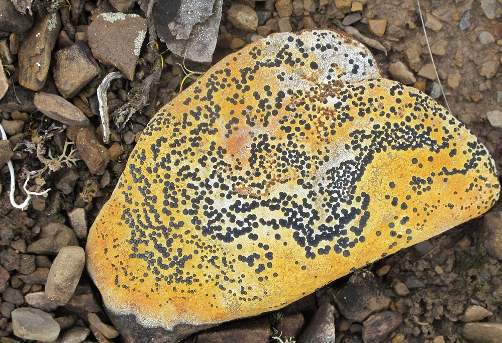 Lichens have been growing on this undisturbed stone for decades