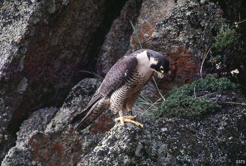 Adult falcon on cliff