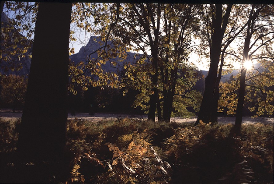 Half Dome,from Leidig Meadow