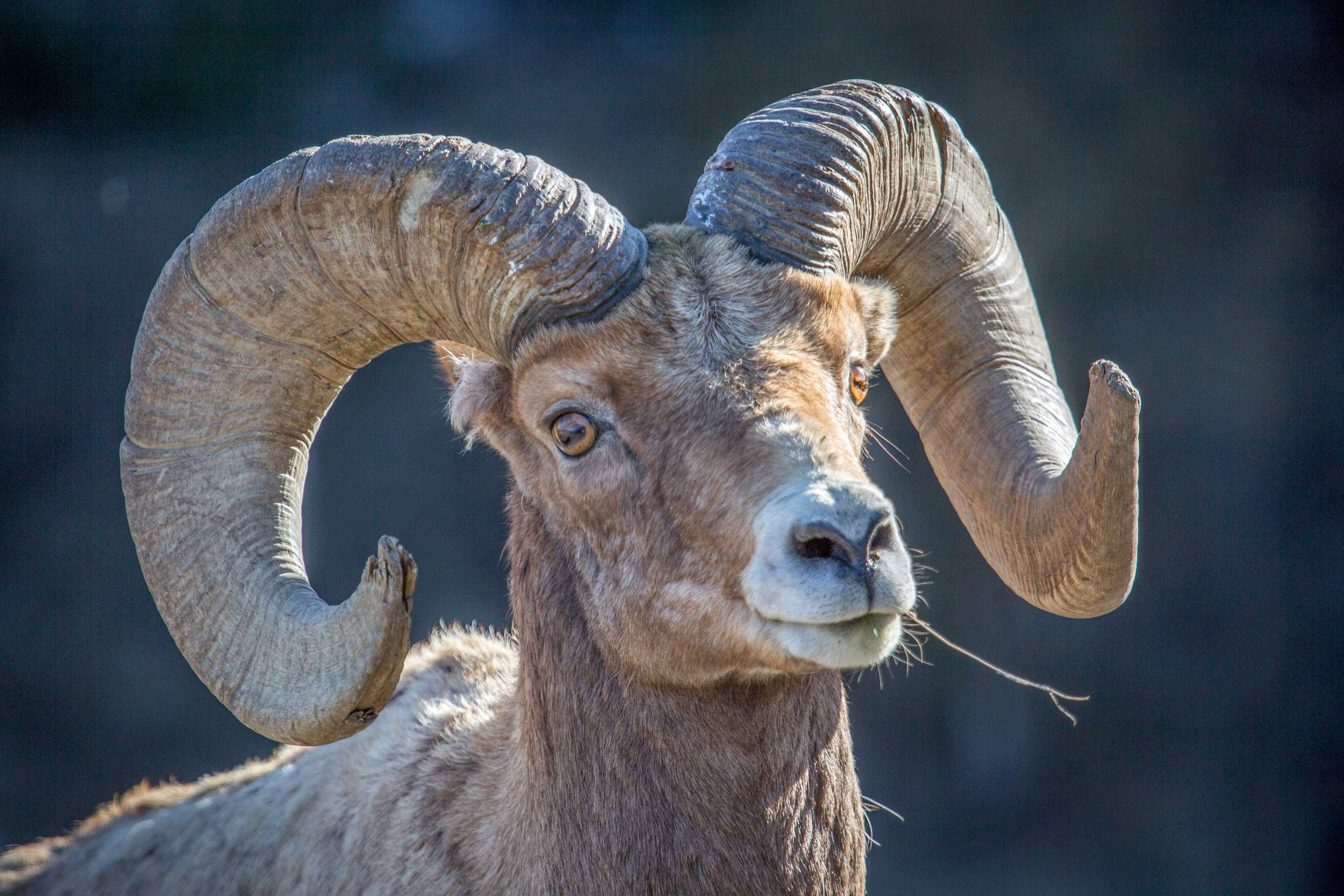 Full view of bighorn ram face and horns.