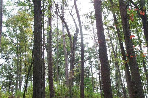 Remove Hazardous Trees at Hot Springs National Park in 2008