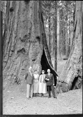 Dr. R. Sproul, Nrs. Sproul, Dr. & Mrs. J. Angel. Presidents of Univ. of Calif. and Yale respectively. Taken in front of Haverford tree in the Mariposa Grove.