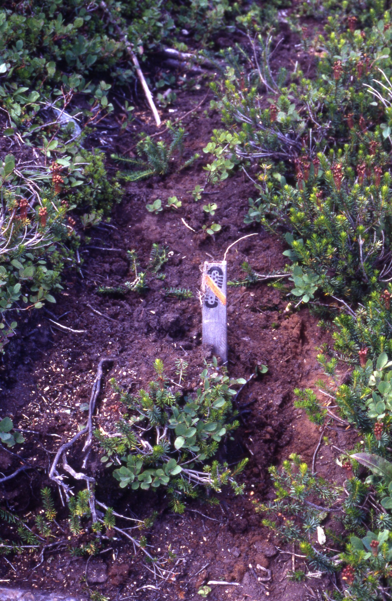Bare strip with a few sprouting plants and a marker that prohibits trampling, surrounded by wildflowers and shrubs.