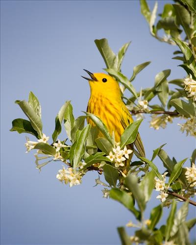 Blue-winged, yellow, yellow-rumped and prothonatory warblers in Cuyahoga Valley National Park