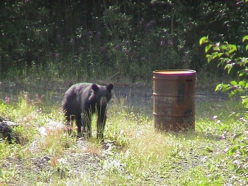 Black bears are sometimes seen in Coal Creek Camp