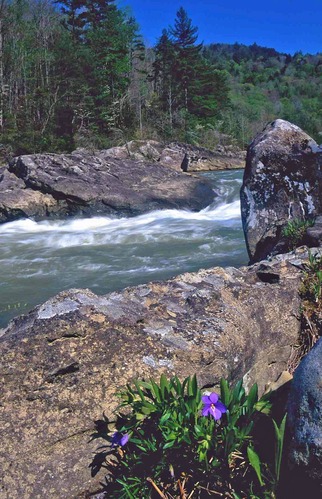 Wild flower in bloom near the Angel Falls Rapids.