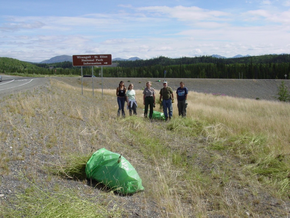 Sweet Clover Removal Crew