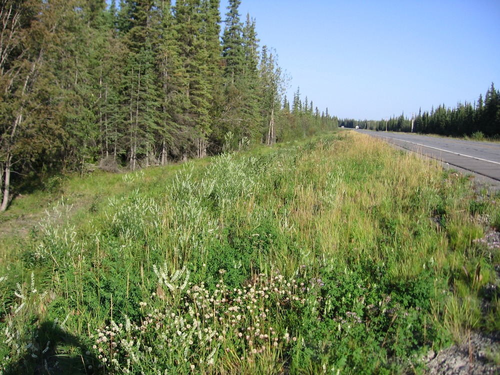 White sweet clover along roadside