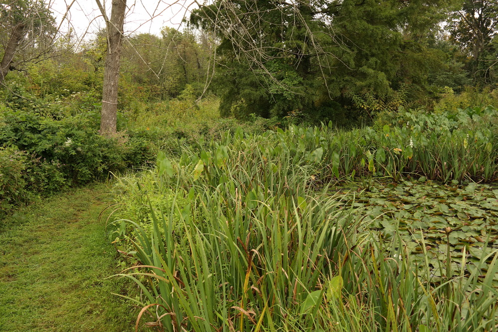 Kenilworth Aquatic Gardens