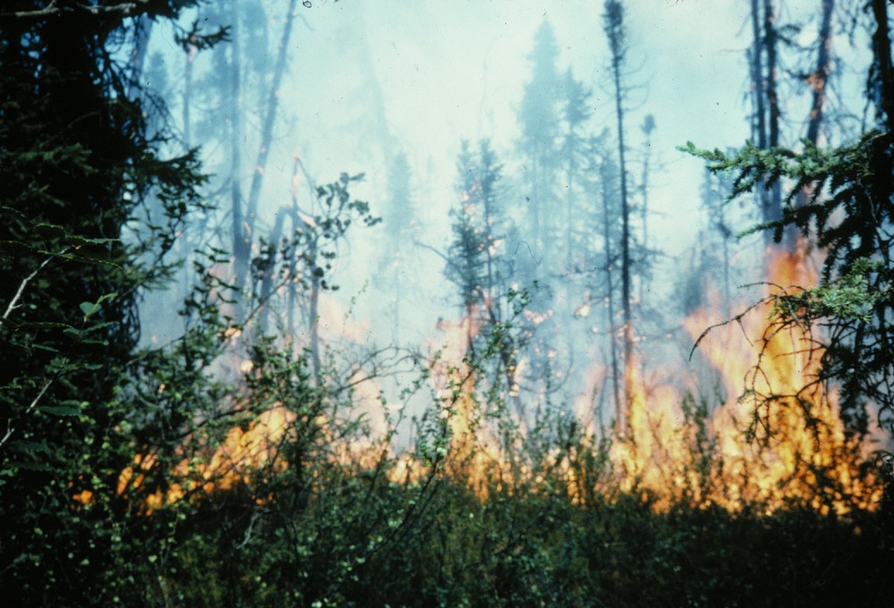 a line of flames burning in a forest