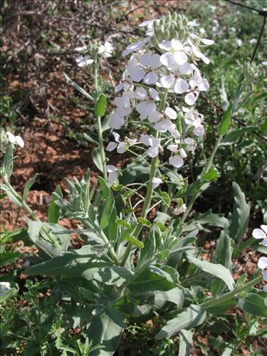 Dimorphocarpa wislizeni. Big Bend National Park, Hwy 1776. March 2004