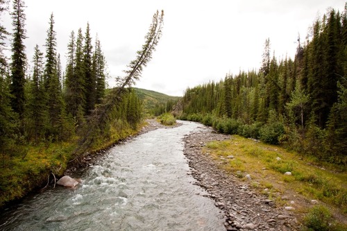 A creek flows between trees