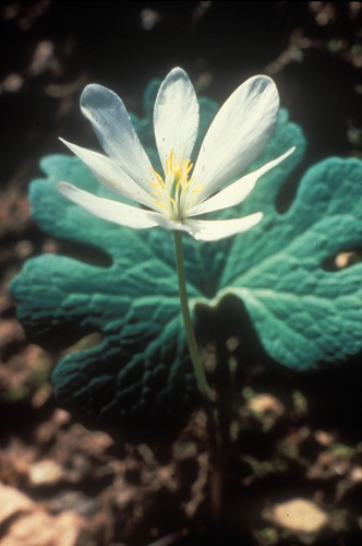 Blood root is one of the earliest blooming flowers in Big South Fork. It is said that native americans used this plant for medical purposes.