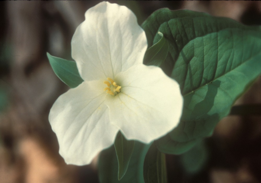 The white bloom of the Snow Trillium stands out against the dark green of its leaves.