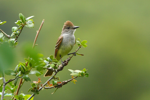 Ash-throated flycatcher perched on a shrub branch