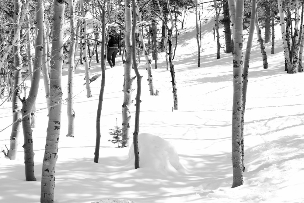 Hikers walking through a grove of aspens at Rocky Mountain National Park 