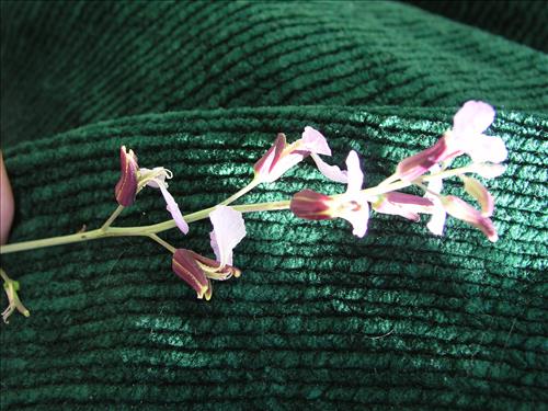Streptanthus cutleri. Big Bend National Park, Tunnel. March 2004