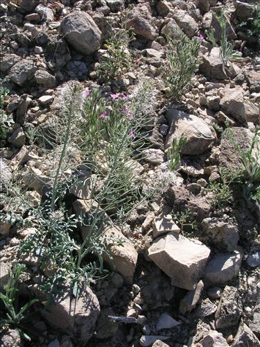 Thelypodium texanum. Big Bend National Park, Pena Mountain. February 2005