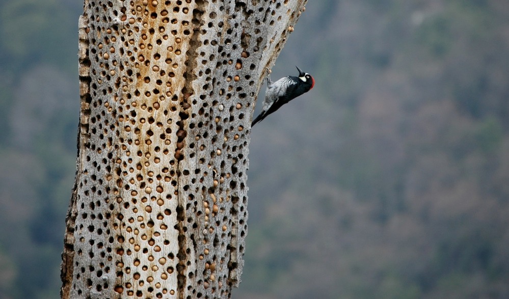 Acorn Woodpecker on grainery tree where it stores its acorns