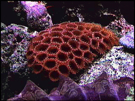 Colorful corals and sealife thrive in the protected waters around Dry Tortugas National Park