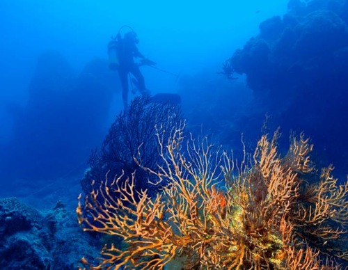 A diver sees first hand the beauty under water at Dry Tortugas National Park