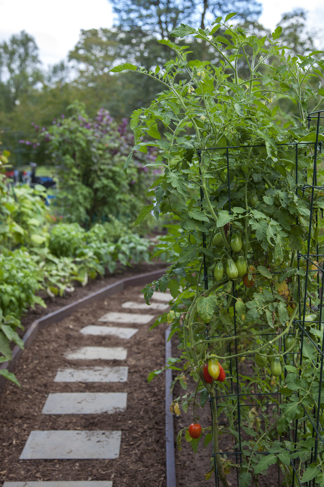 Fruits, vegetables and herbs grow along the path through the White House Kitchen Garden.