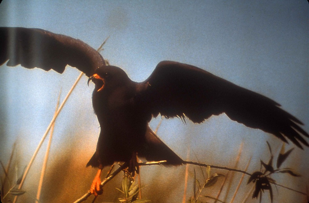 Snail Kite with its wings spread and grasping a branch with its talons like it just landed or is ready to take off.
